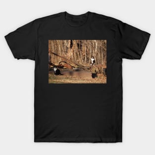 Farm Cats T-Shirt